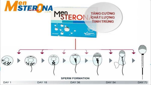 Cách dùng Mensterona